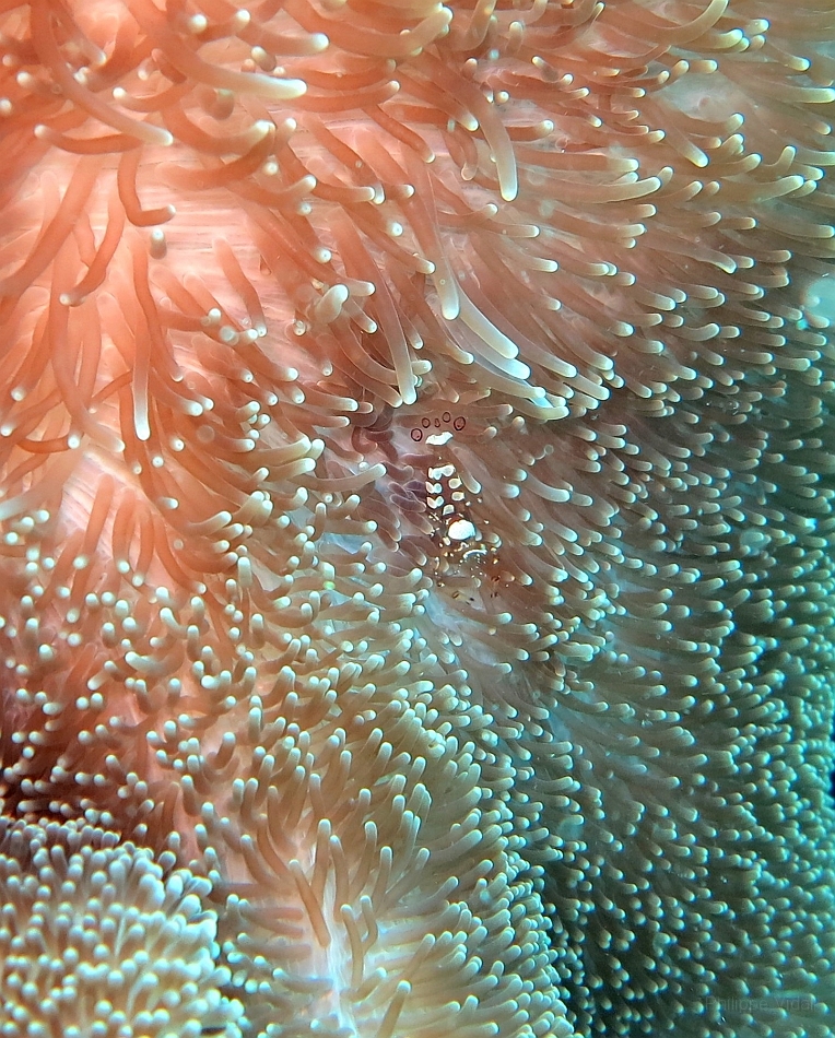 IMG_1281rf_Maldives_Madoogali_Plongee 14_Donagali caves_Anemone et crevette.jpg